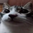 cat emote