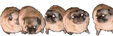 PugParty emote
