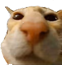 cat_stare emote