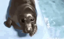 sealHandshake emote