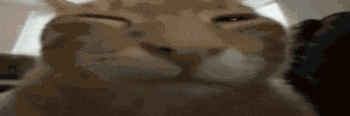 fatasswizardcatexplodesbuh emoji
