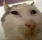 cooked static emote