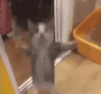 happycat animated emote