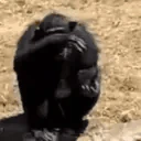 SHEESH emote