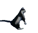cat_dance emote