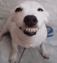 jijijiji emote