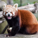 redpanda_ree emote