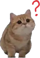 catWhat_questionMark emote