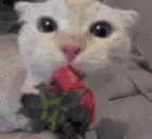 Strawberry emote