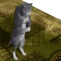 halal_cat emote