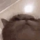 catVibe2 emote