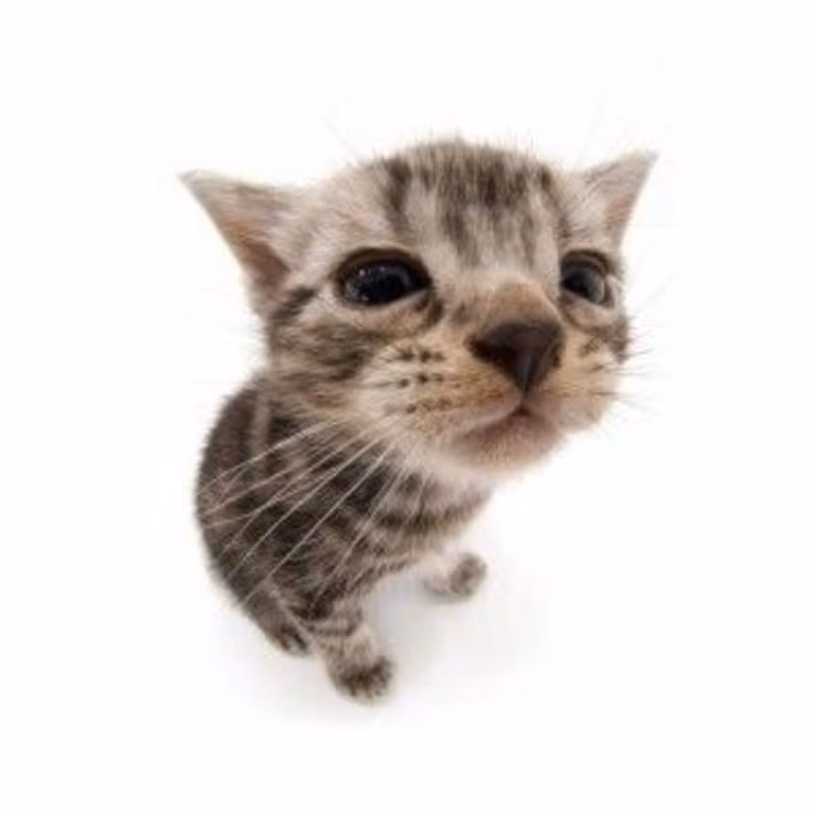 Kitty emote