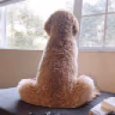 Cutedoggy emote