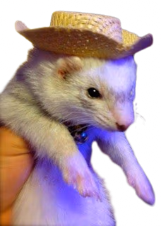 Ferret_cowboy emote