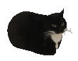DingusSpin emote