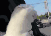 FeelThat animated emote