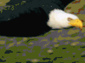 eagle