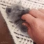 catt emote