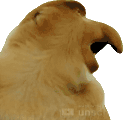 janusz animated emote