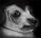 creatureDespair emote