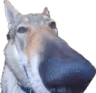 gotdamn emote