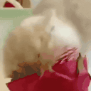 Dragonfruit animated emote