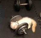 gym emote
