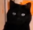catlook emote
