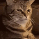 Surely emote