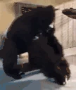 spin emote