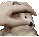 PETTHEDOGGO emote