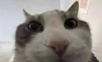 wires emote
