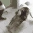 funny_dance emote