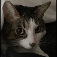 cat_stare emote