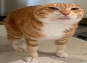 oye static emote