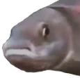 PauseFish emote