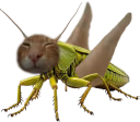 buhg emote