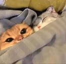 SleepingTogether emote