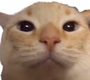 CatWTF emote