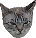 madcat emote