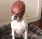 DogLookingSussyAndDaredevil emoji