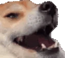 dogekek emote