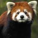 redpanda_sad emote