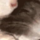ratSleep emoji