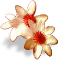 flowers_white emote