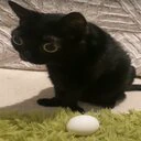 egg emote