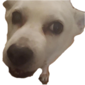 Menacing_dog emote