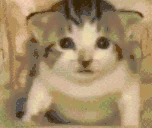 catExplosion emote