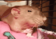 RataEnojada animated emote