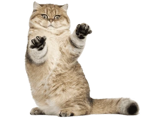 playful_brown_cat emote
